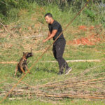 Cães policiais: olfato apurado na segurança de Brasília