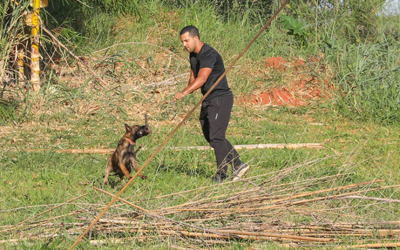 Cães policiais: olfato apurado na segurança de Brasília