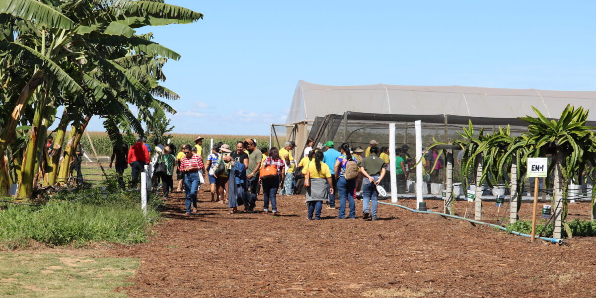 Emater-DF leva circuito de fruticultura à AgroBrasília 2026