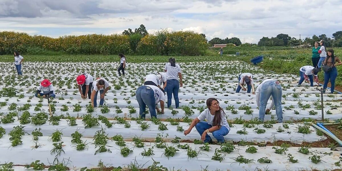 Mais de 100 mulheres são certificadas em programa rural em Brazlândia