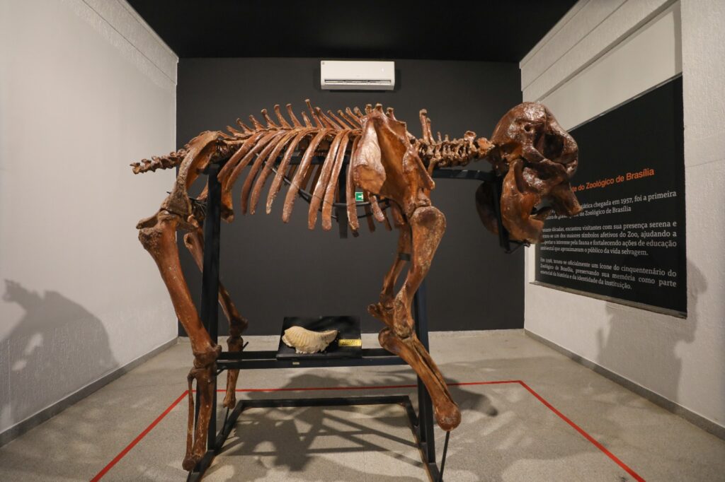 Museu do Zoológico de Brasília reabre com novas atrações